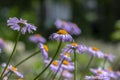 Aster tongolensis beautiful groundcovering flowers with violet purple petals and orange center, flowering plant in bloom