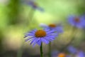 Aster tongolensis beautiful groundcovering flowers with violet purple petals and orange center, flowering plant in bloom