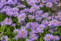 Aster tongolensis beautiful groundcovering flowers with violet purple petals and orange center, flowering plant in bloom