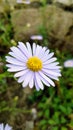 An Aster Tongolensis flower on the roadside