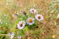 Aster Tripolium in the Meadow Royalty Free Stock Photo