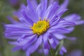 Aster x frikartii `Monch` Royalty Free Stock Photo