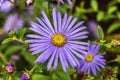 Aster x frikartii `Monch` Royalty Free Stock Photo