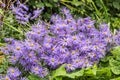 Aster x frikartii `Monch` Royalty Free Stock Photo