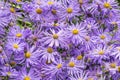 Aster x frikartii `Monch` Royalty Free Stock Photo