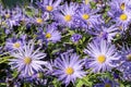 Aster x frikartii \'Monch Royalty Free Stock Photo