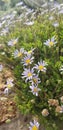 Garden flowers planted en masse - Aster x frikartii `Monch` Royalty Free Stock Photo