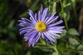 Aster x frikartii `Wunder von Stafa Royalty Free Stock Photo