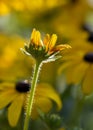 Asteraceae Royalty Free Stock Photo