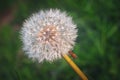 Asteraceae Blowball and Melanocoryphus albomaculatus Royalty Free Stock Photo