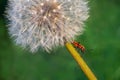 Asteraceae Blowball and Melanocoryphus albomaculatus Royalty Free Stock Photo