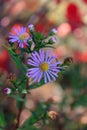 Asteraceae or Compositae from family of flowering plants Angiospermae blooming in garden
