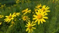 Asteraceae compositae, Jacobaea vulgaris