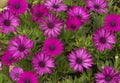 Asteraceae or Compositae pink flower Royalty Free Stock Photo