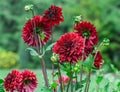 Asteraceae dahlia cultorum crimson dark large flowers asters in full bloom