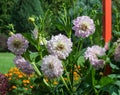 Asteraceae dahlia cultorum grade evalds valters white and purple
