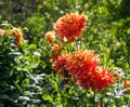Asteraceae dahlia cultorum grade gladiator, bright red-orange-yellow shades,