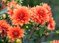 Asteraceae dahlia cultorum grade mrs. Eileen profuse and showy vibrant orange flowers Royalty Free Stock Photo