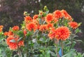 Asteraceae dahlia cultorum grade mrs. Eileen profuse and showy vibrant orange flowers Royalty Free Stock Photo