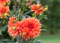 Asteraceae dahlia cultorum grade mrs. Eileen profuse and showy vibrant orange flowers Royalty Free Stock Photo