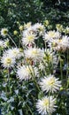 Asteraceae dahlia cultorum grade shooting stars white with yellow core large flowers