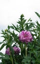 Asteraceae dahlia cultorum grade who dun it, white-lilac beautiful large aster