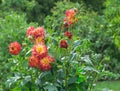 Asteraceae dahlia cultorum grade wildcat orange-red flowers asters in bloom