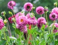 Asteraceae dahlia cultorum mask pink and purple large flowers asters