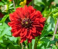 Asteraceae dahlia a large red aster flower close-up