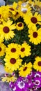 Yellow and Purple Asteraceae Flowers Plants, Daisy Family Flowers