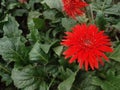 Asteraceae is a family of plants that includes the genus red color gerbera. The African daisy is another name for the gerbera