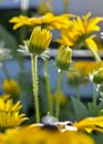 Asteraceae Royalty Free Stock Photo