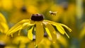 Asteraceae Royalty Free Stock Photo