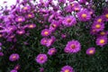 Asteraceae heliantheae pink and violet in autumn end of summer