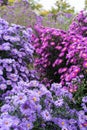 Asteraceae heliantheae pink and violet in autumn end of summer