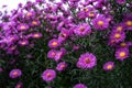 Asteraceae heliantheae pink and violet in autumn end of summer