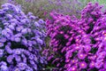 Asteraceae heliantheae pink and violet in autumn end of summer