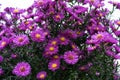 Asteraceae heliantheae pink and violet in autumn end of summer