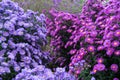 Asteraceae heliantheae pink and violet in autumn end of summer