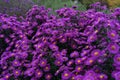 Asteraceae heliantheae pink and violet in autumn end of summer