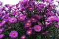 Asteraceae heliantheae pink and violet in autumn end of summer