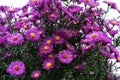 Asteraceae heliantheae pink and violet in autumn end of summer