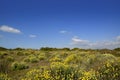 Asteraceae, Helichrysum stoechas yellow flowers un Royalty Free Stock Photo