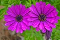 Asteraceae, Osteospermum, purple daisies Royalty Free Stock Photo