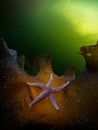 Asterias Rubens starfish at Loch Leven in Scotland Royalty Free Stock Photo