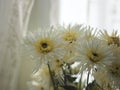 Astern White flowers, yellow pollen