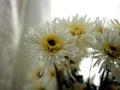 Astern White flowers, yellow pollen