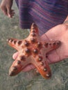 Asteroidea one of the marine biotaÃ¯Â¿Â¼