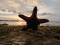 Asteroidea trapped at low tide and the beauty of the sunset