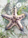 Asteroidea trapped in low tide, sea life